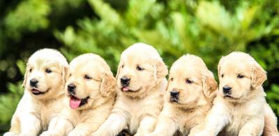 Group of Golden Retriever Puppies